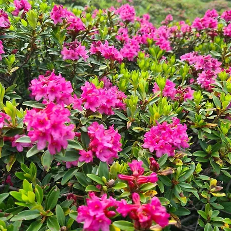 Affittacamere Zu-haus Peterdorf