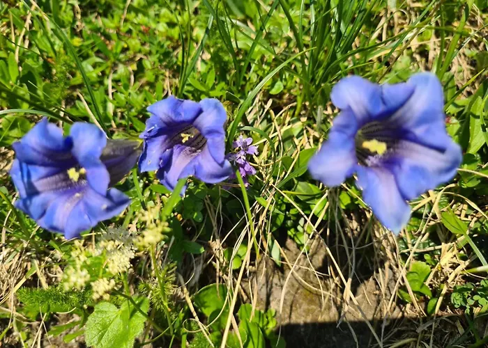 Zu-haus Affittacamere *