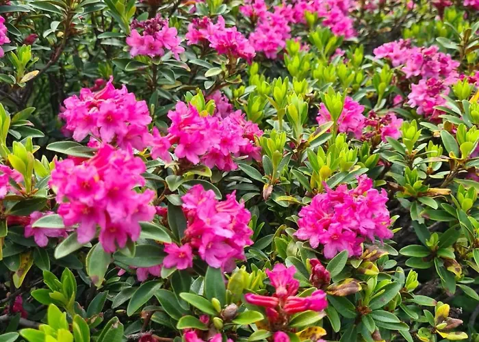 招待所 Zu-haus Peterdorf